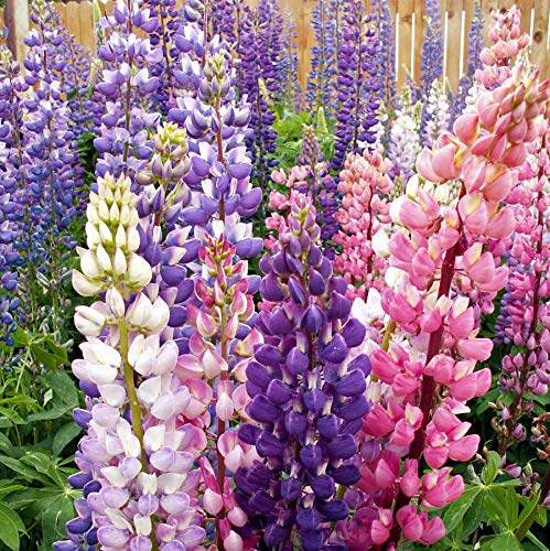 Outsidepride Perennial Russells Lupine Wild Flower Mix & Butterflies & Hummingbirds - 1/4 Lb #TOP1