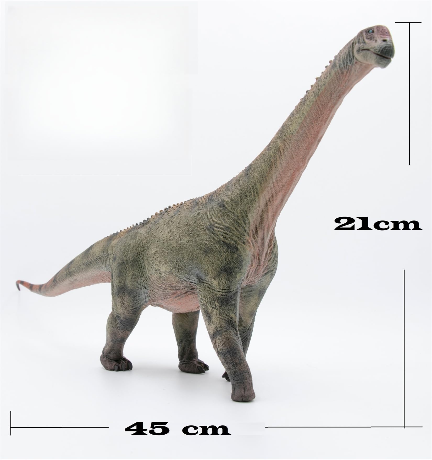 Amazon.co.jp: EUHELOPA 1:35サイズ カマラサウルス 模型 45cm