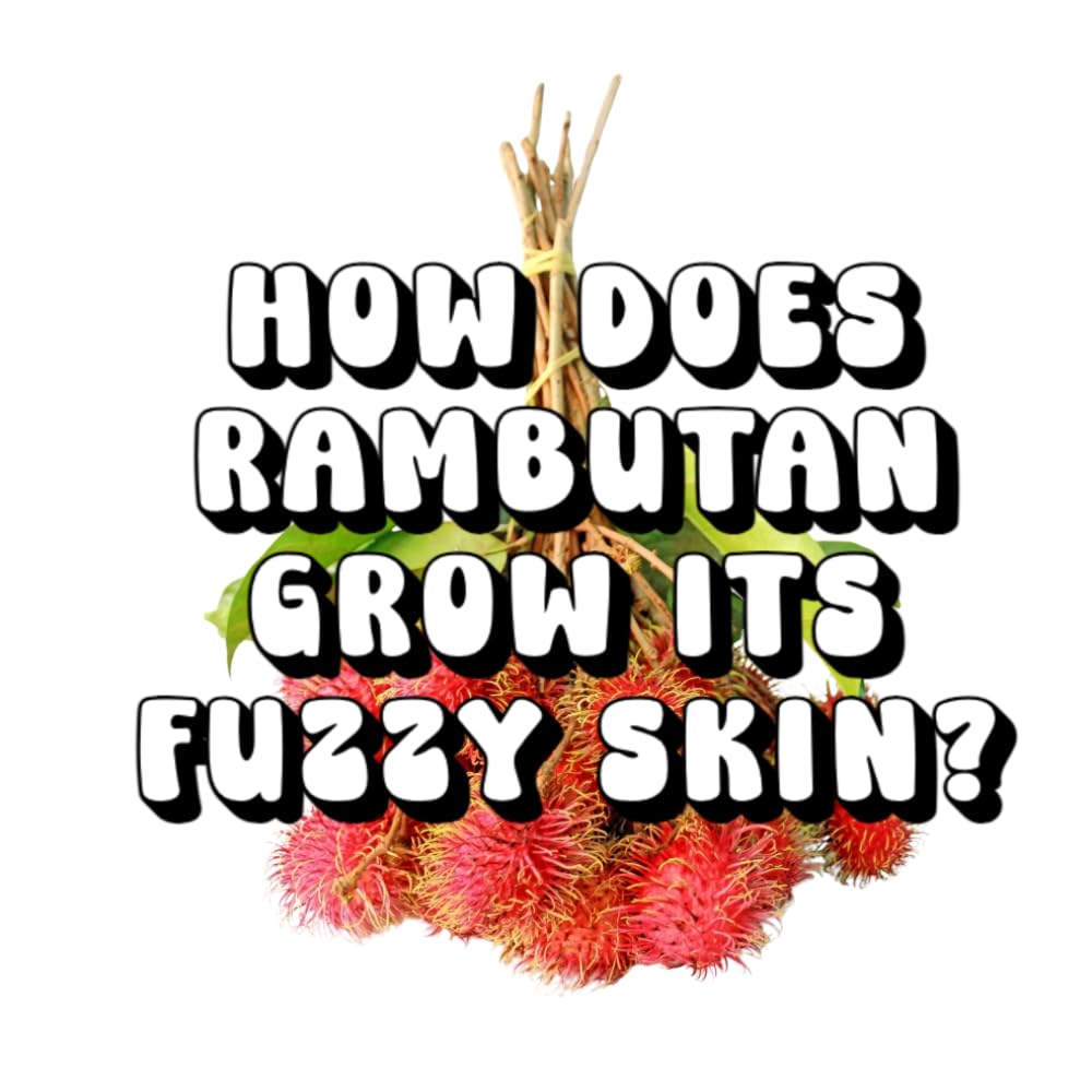 How Does Rambutan Grow Its Fuzzy Skin?
