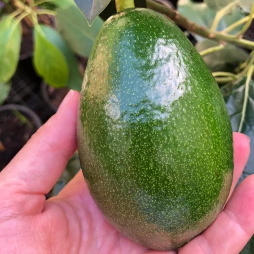 M-Tech Gardens Rare Avocado (" Bacon " Butter Fruit/Persea americana, Grafted) Exotic 1 Live Fruit Plant (B094CF3SYR) Amazon Price History, Amazon Price Tracker
