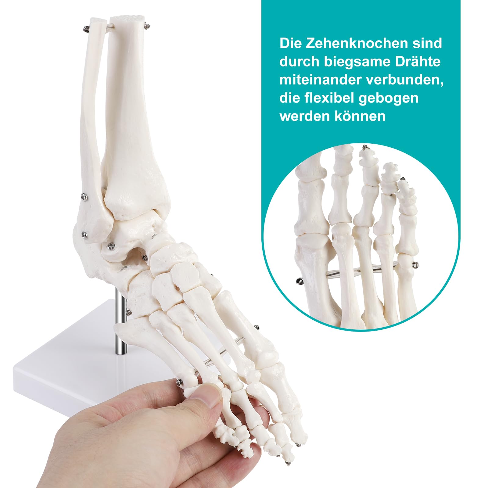 ERWEY Model kostki, naturalnej wielkości, ze statywem, modelem kostki, modelem ludzkiej stopy i kostki, model szkieletu prawej stopy, anatomia medyczna i model szkieletu.