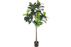 Real Fiddle Fig Tree, a Breath of Life to Your Space