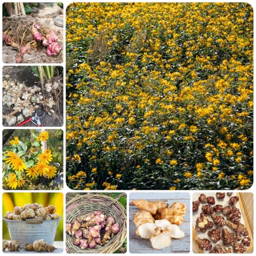 Tubérculos de alcachofa de Jerusalén orgánicos plantas exóticas Comprar alcachofas de Jerusalén verduras de balcón plantas para lugares soleados Plantas de jardín perennes resistentes 5pcs