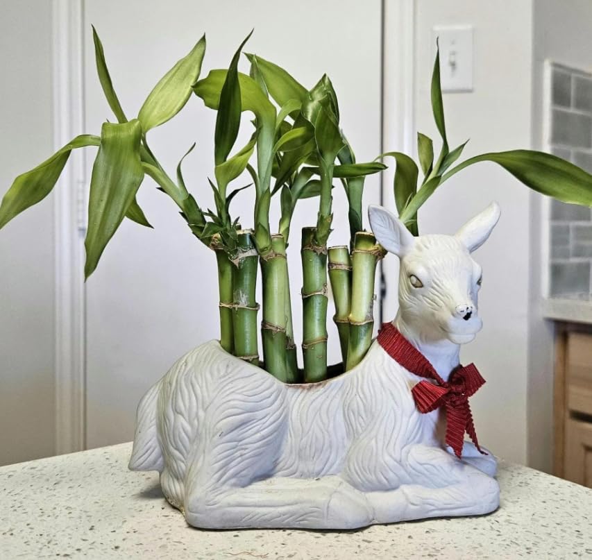 5 Lucky Bamboo Plants, 4 inches