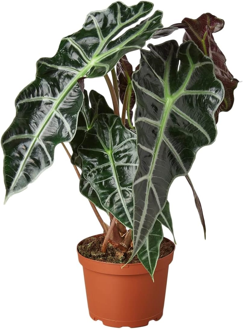 House Plant 4-ALOCASIA-African.MASK African Mask Alocasia Polly Plant in 4 in. Pot