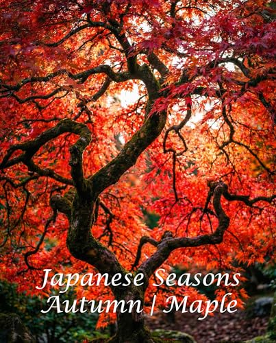 Japanese Seasons – Autumn | Maple: A Journey Through Japan’s Crimson Maple Landscapes
