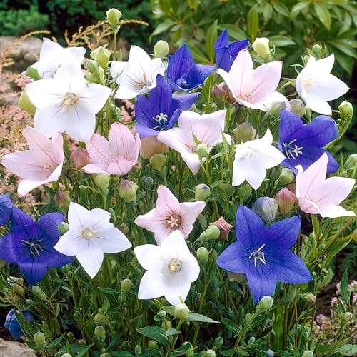 Votaniki Mix Platycodon Grandiflorus (Balloon Flower) Bare Roots — Perennials for Stunning Garden Displays | Long-Lasting Blooms, Easy to Grow (6 Pack)