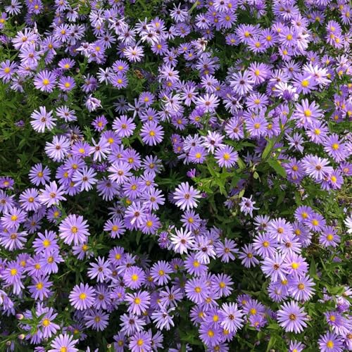 semi di margherita - primaverile, selvatici margherita per resistenti, ombra rare, decorazione del soggiorno recisi 400pcs