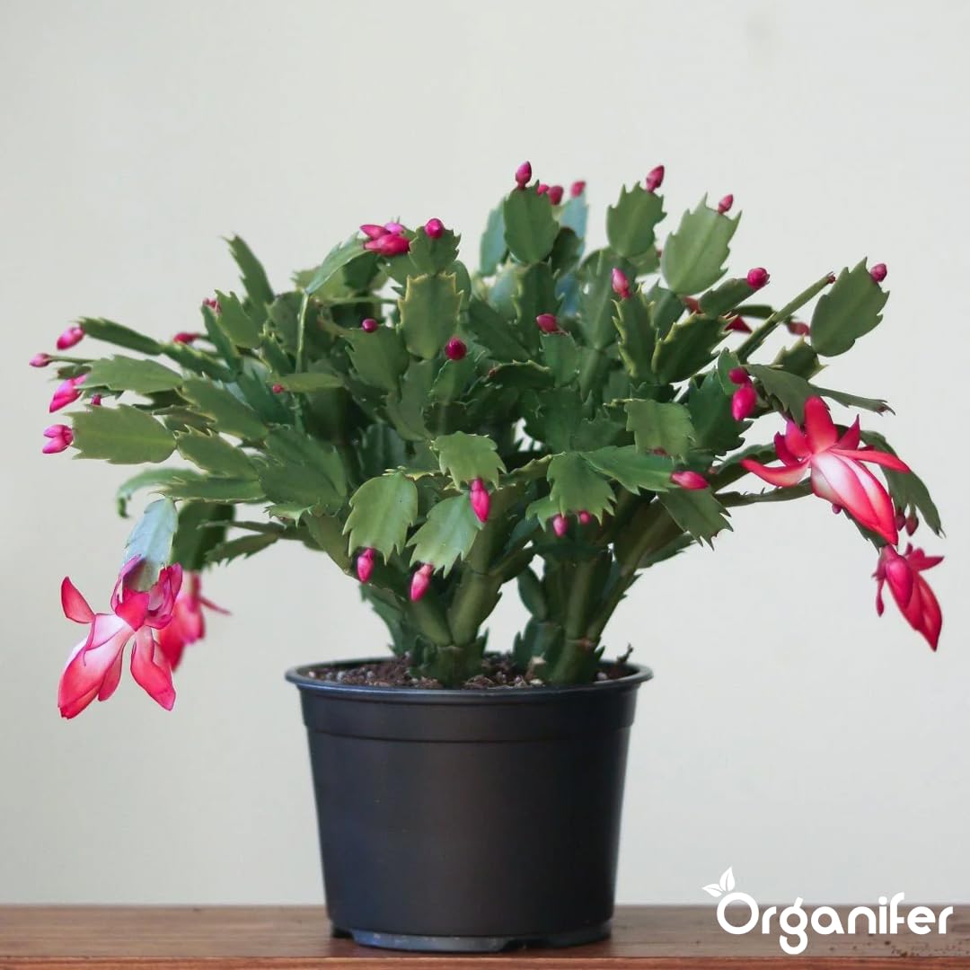 Weihnachtskaktus Flüssigdünger, 3L, Organisch, für Schlumbergera, Winterblüte, Vinassefrei