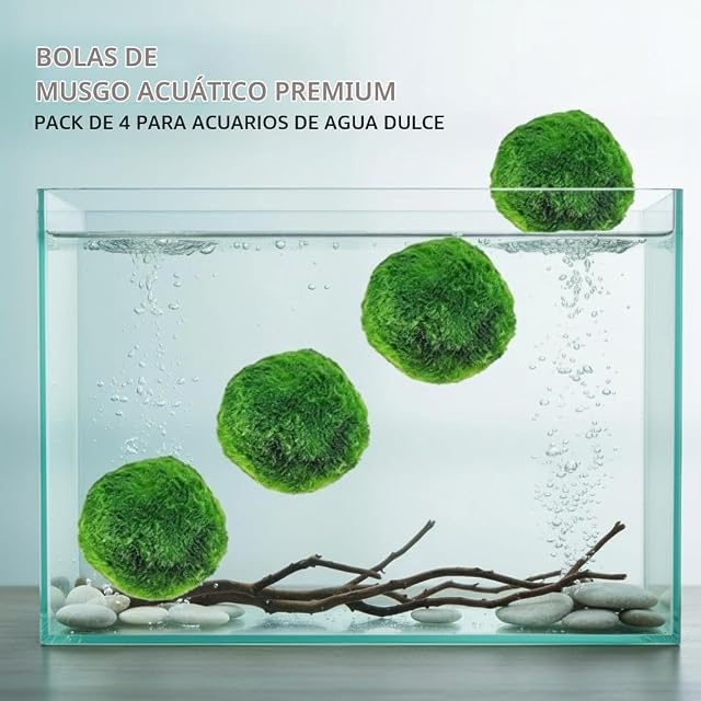 Foto 3 de 6 de Plantas Naturales, paquete de 4 bolas de musgo de Marimo vivo, 2, 7-2, 9 cm después del remojo