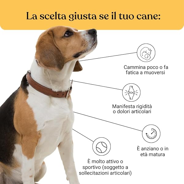bàu Bau Elderly Dog Joint Supplement, Chondroprotectors Dog Hips and Elbows, Improves Mobility and Strengthens Joints with Chondroitin, Glucosamine and Green Mussel, Tablets for Elderly Dogs in use