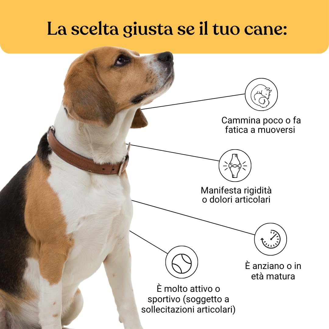 bàu Bau Elderly Dog Joint Supplement, Chondroprotectors Dog Hips and Elbows, Improves Mobility and Strengthens Joints with Chondroitin, Glucosamine and Green Mussel, Tablets for Elderly Dogs in use