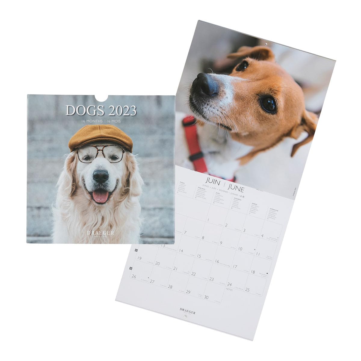 DRAEGER PARIS | Dog Wall Calendar 2023 to Hang 29 x 29 cm | 16 Months Sept 22 to Dec 23 | 7 Languages | Office Calendar Kitchen Home Monthly | Vegetable Inks | FSC® Certified Paper