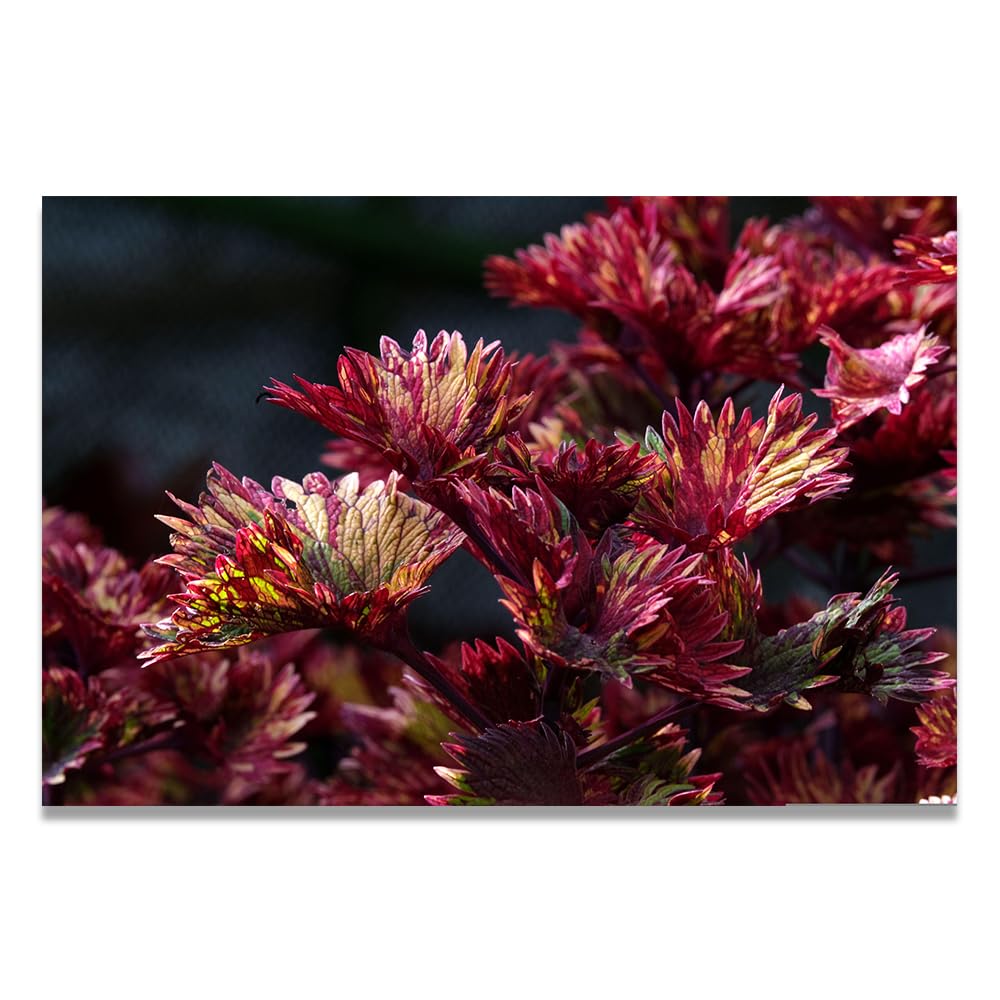 VHdfgTY A Splendid LifeNature Landscape Wall Art Canvas Mountain Scenery Print Home Decoration 50x75cm Unframed