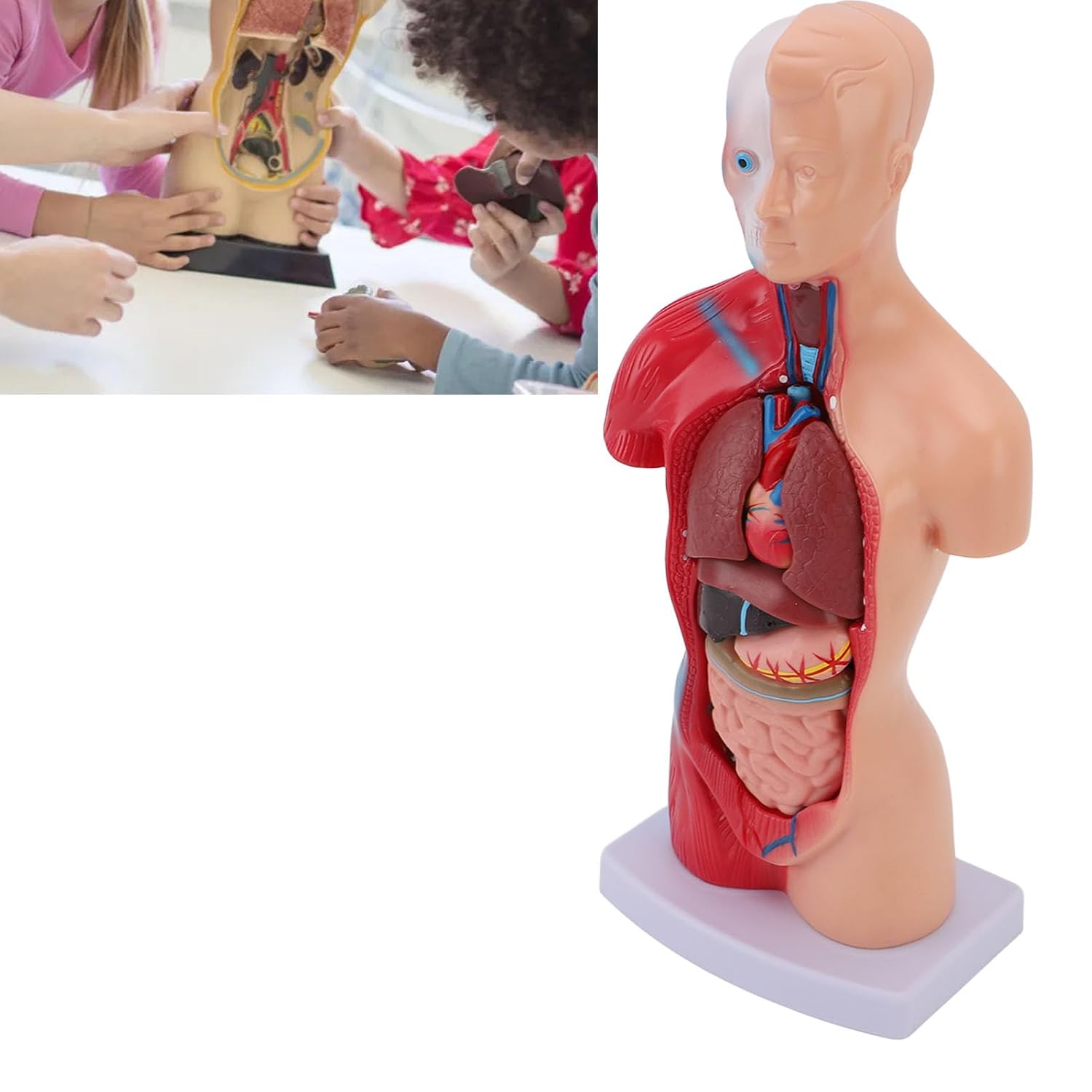 11 Human Body Model for Anatomy Study, 15 Detachable Parts Educational Torso with Organs, DIY Assembly Anatomy Model for Students, Teachers and