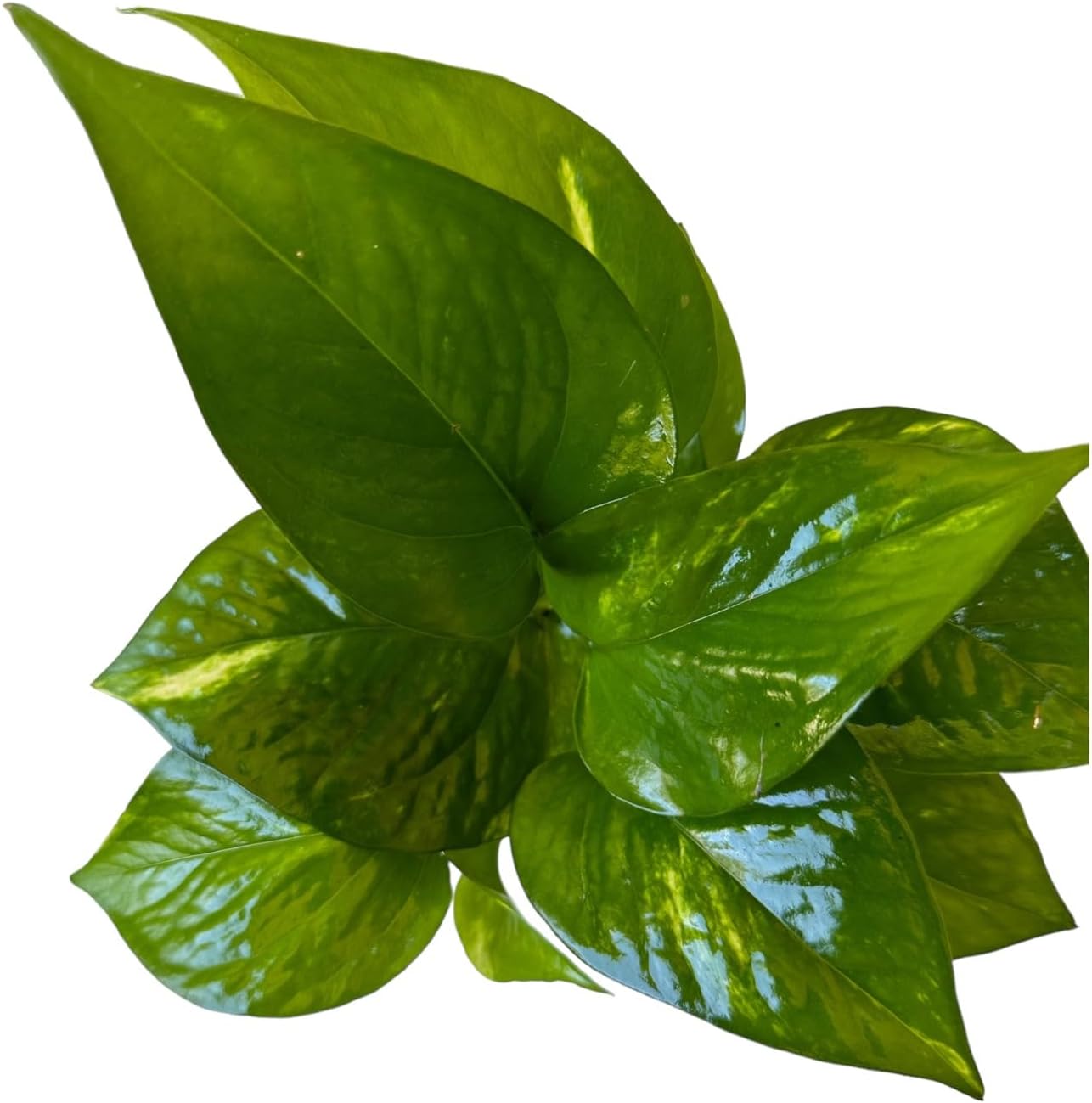 Pothos Live Indoor Plant, 4 inch Pot, Variegated White and Green Leaves - Easy to Care for - Perfect for Indoor and Outdoor Home Decor, Office, and Gift (Golden Pothos)