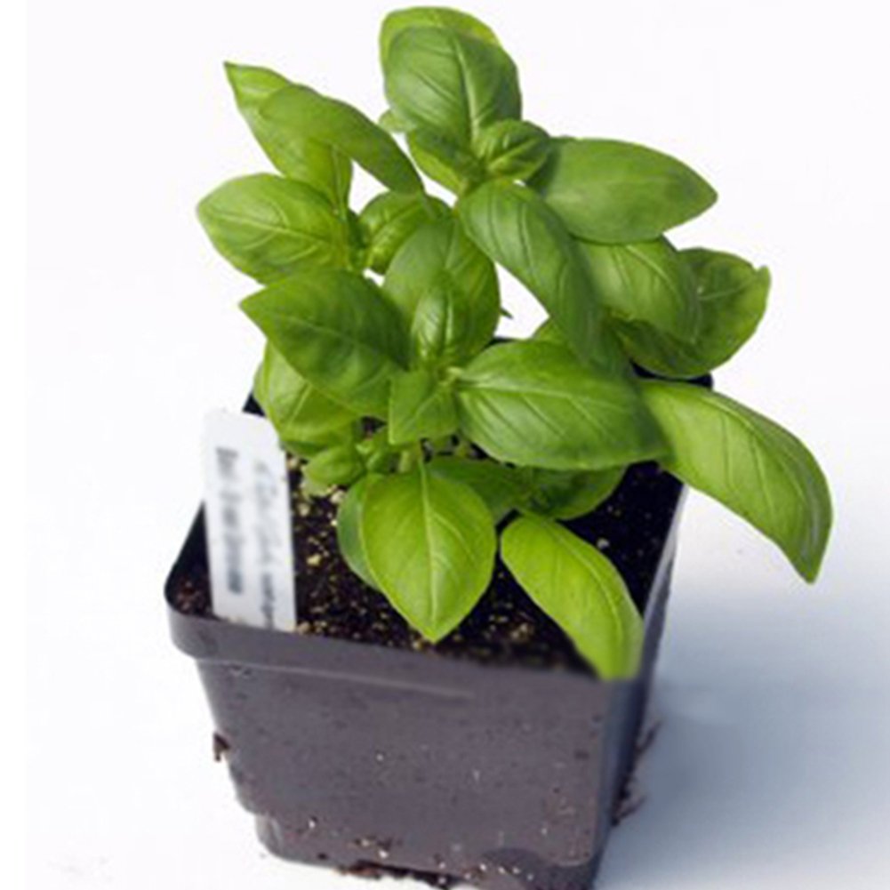 everd1487HH 1000Pcs Sweet Basil Genovese Ocimum Basilicum Herb Seeds Garden and Home Bonsai Easy to Grow Flower Plant Seeds