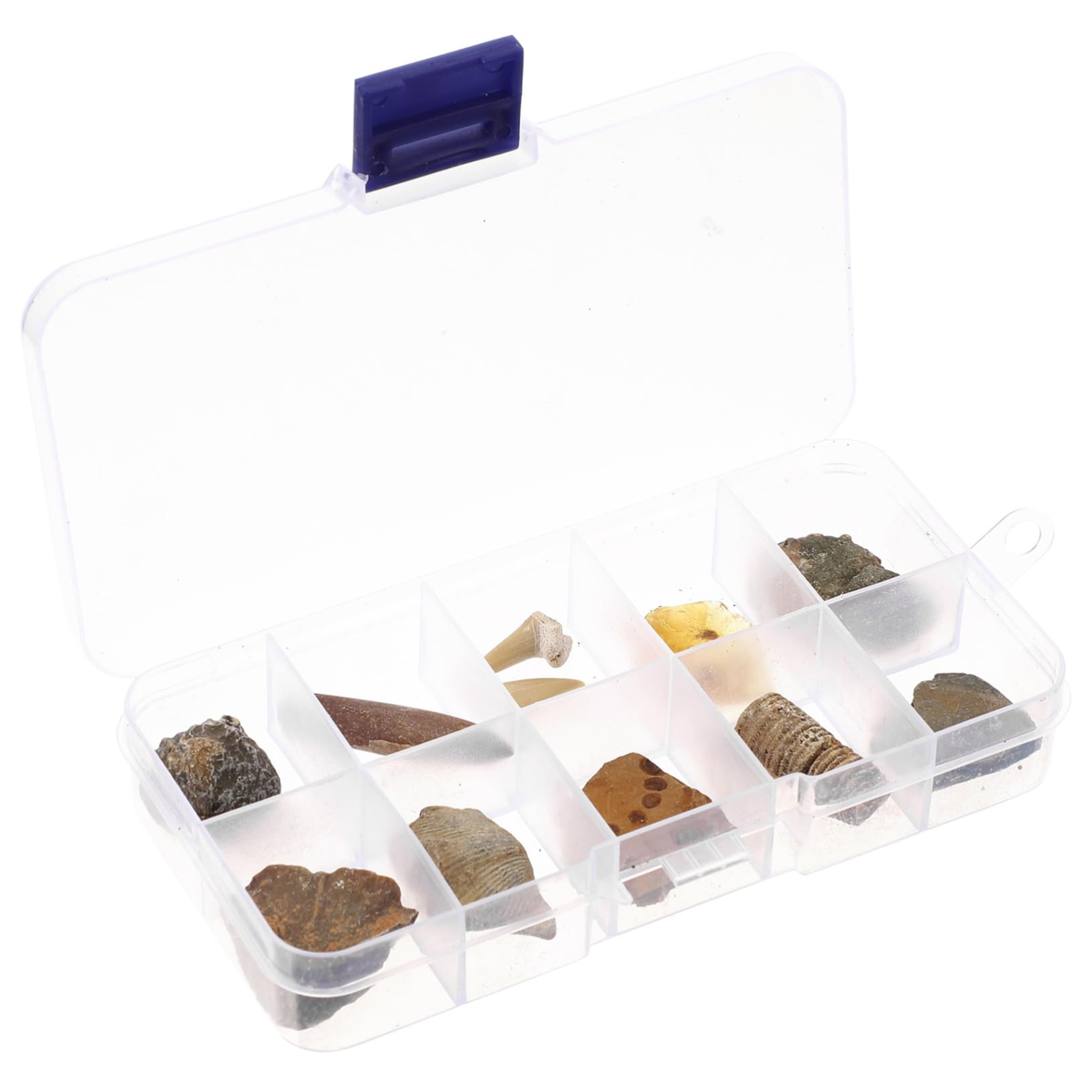 OUNONA Educational Plaything 10pcs Real Life Toys Trilobite Classroom Teaching Specimen Box