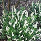 Direct Gardening Hummingbird White Flowering Summersweet Bush Dormant Bare Root Starter Shrub