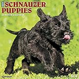 2016 Just Schnauzer Puppies Wall Calendar