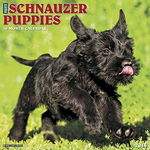 2016 Just Schnauzer Puppies Wall Calendar