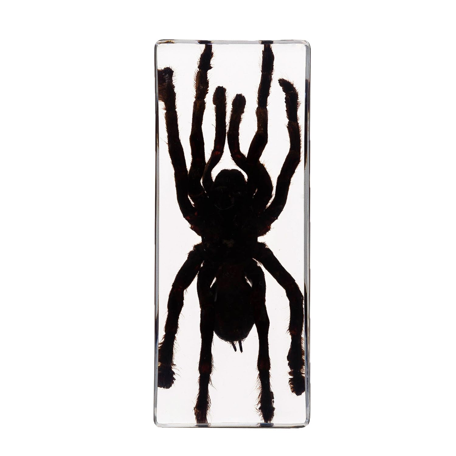 Insect in Resin Specimen Bug Preserved Specimen Collection Paperweights Real Insect Tarantula Specimen, Science Education Specimen for Classroom, Biology Science Teacher Bug Collection Supplies