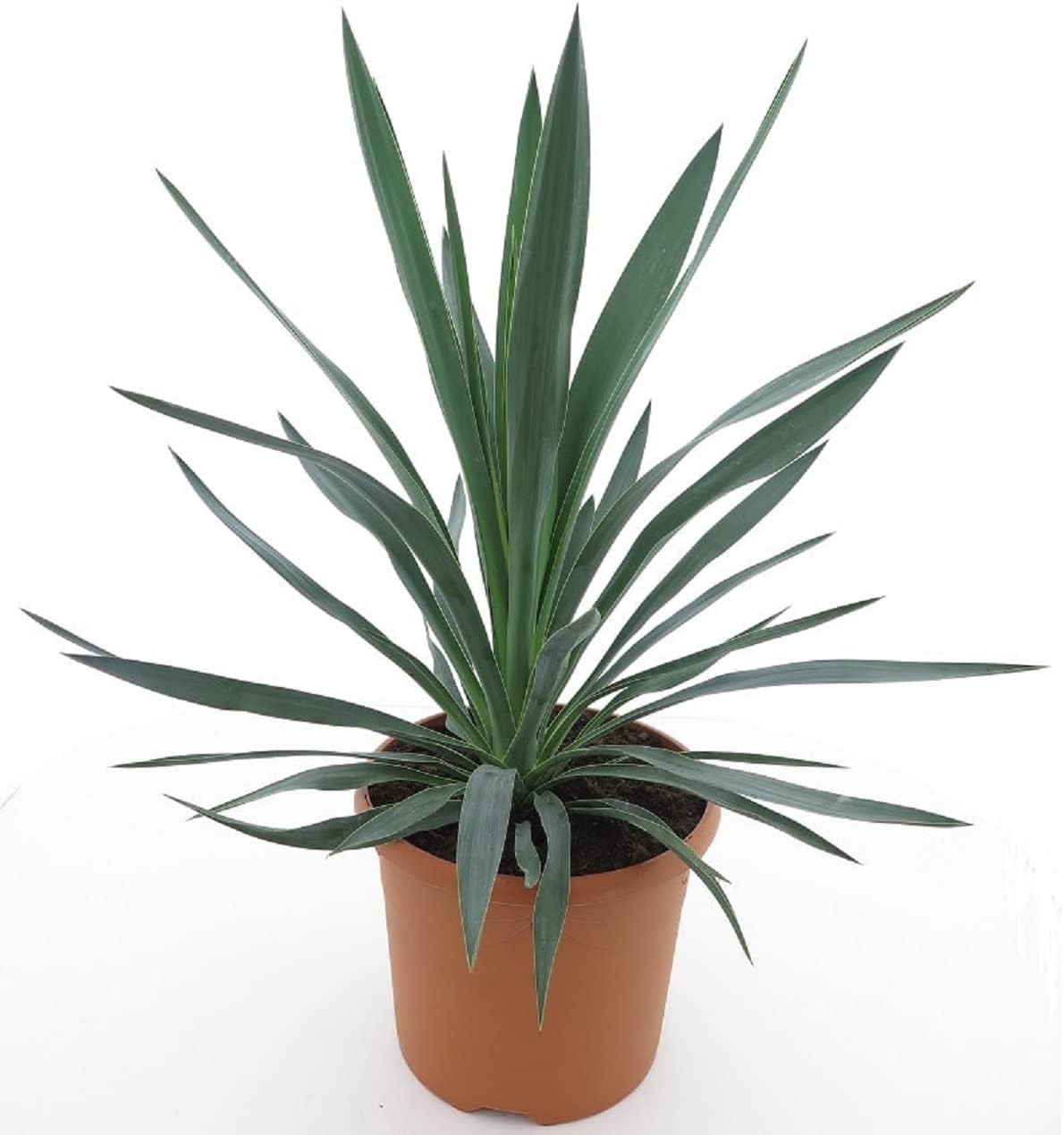 Winterharte Yucca Palmlilie Yucca gloriosa verschiedene Größen (60