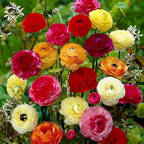 Ranunculus Mixed Bulbs x 25 Bulbs- Mixed Colours Flowers Bulbs - for Your Colourful Garden