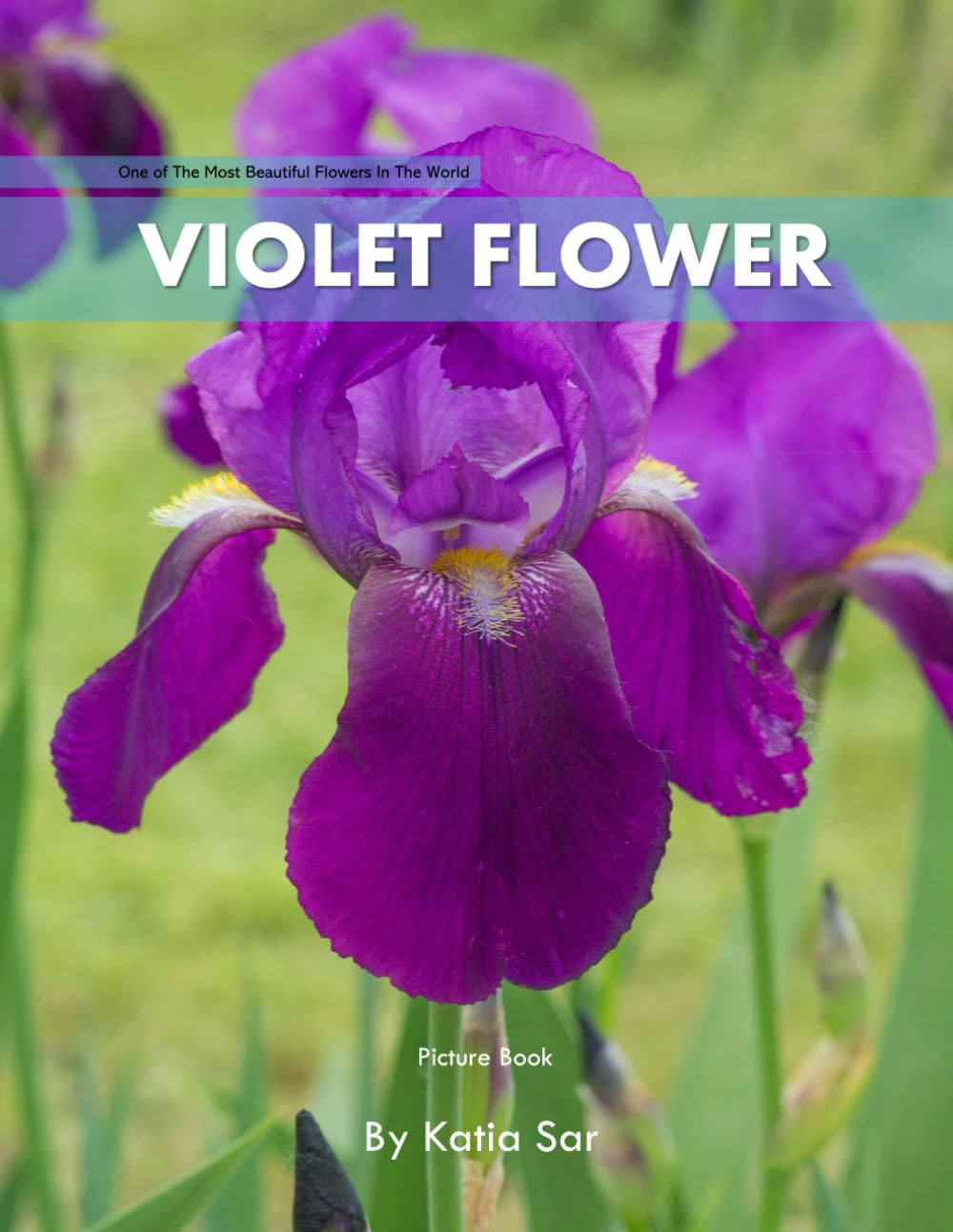Violet Flower: A perfect Coffee Table Picture Book - For Flower Enthusiasts and Gardeners .