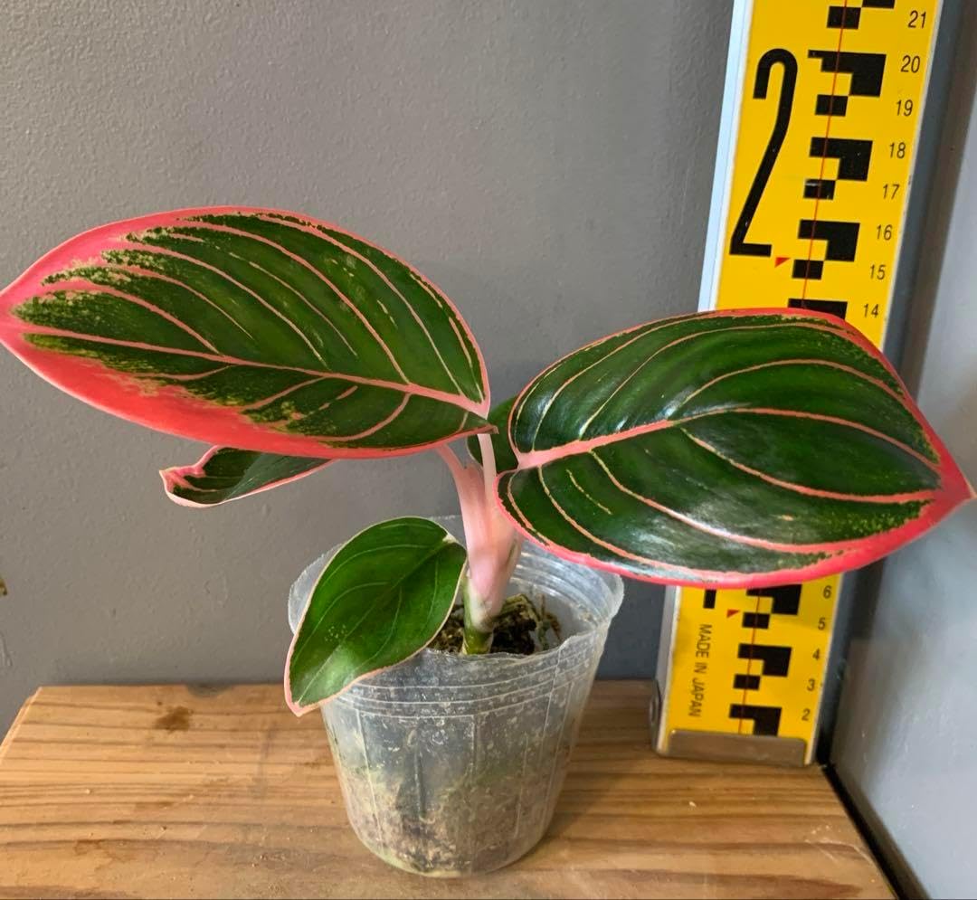 アグラオネマ ロータスデライト veilplants アグラオネマ ロータス