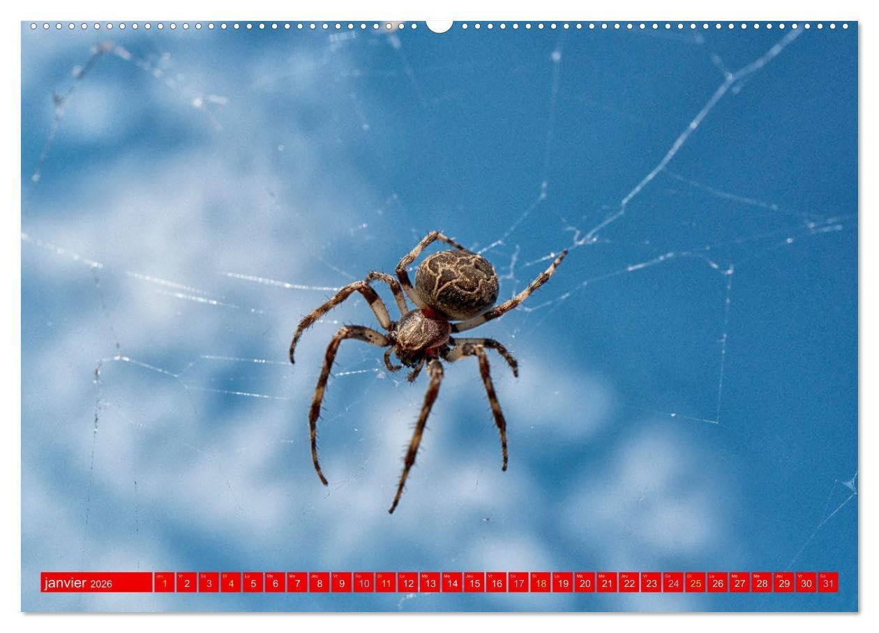 Les gardiens des écosystèmes (Calendrier mural 2026 DIN A2 vertical) calendrier de bureau: Rôle crucial des insectes régulateurs dans le maintien de l'équilibre écologique.