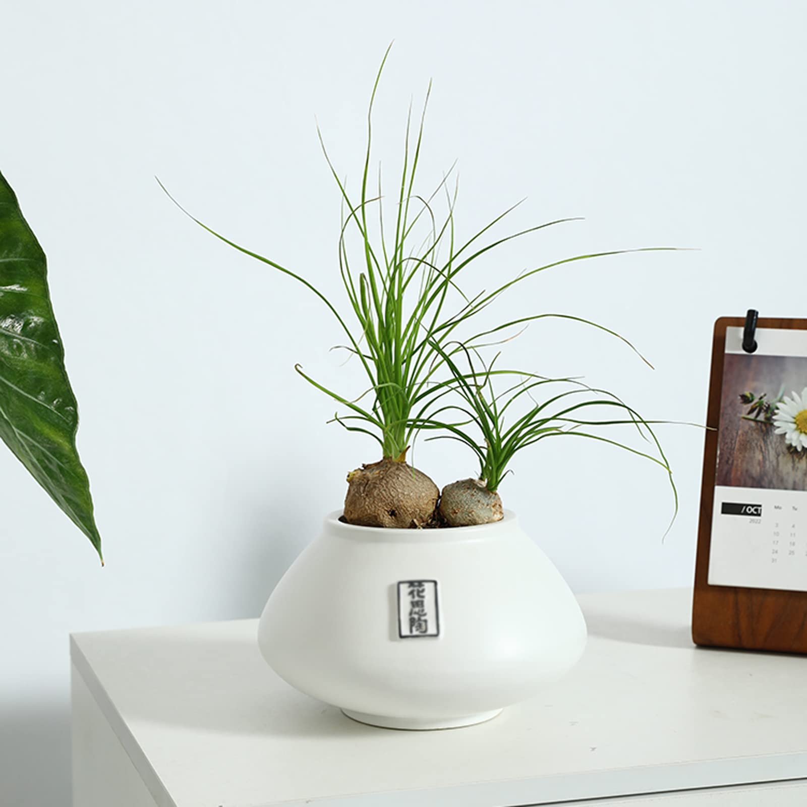 Vasi da Giardino Moderni vasi da Fiori Bianchi con Fori di drenaggio, Contenitore per Piante grasse in Ceramica per Interni ed Esterni