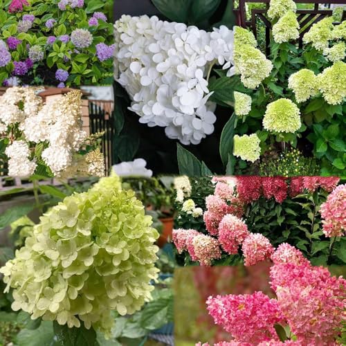 100samen rispenhortensie - blumensamen mehrjährig winterhart, Hortensien gartenpflanzen winterhart winterharte für 100samen rispenhortensie - blumensamen mehrjährig winterhart, Hortensien gartenpflanzen winterhart winterharte für