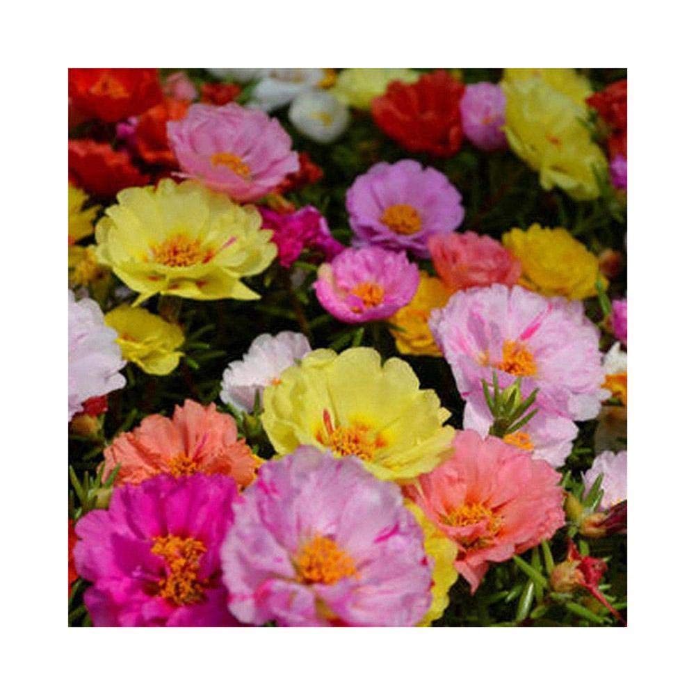 Home Garden Mixed Mexican-Rose Sun Plant Portulaca Moss Rose Portulaca Grandiflora Flower Seeds