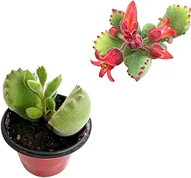 Mini Suculenta Pata De Urso (Cotyledon Tomentosa)