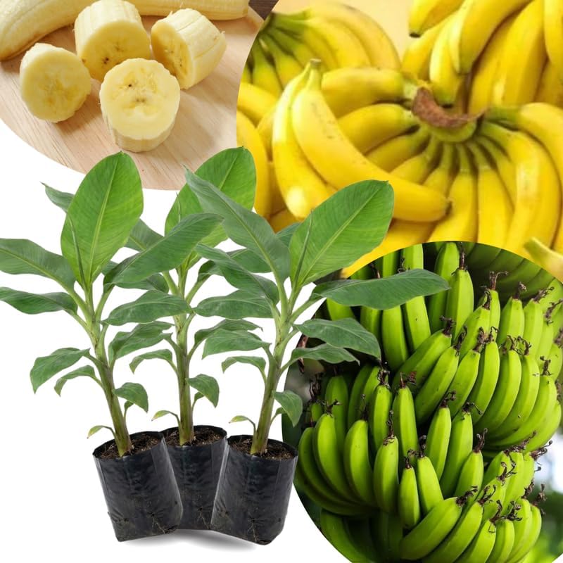 3 Plugs Common Banana Plants Live for Planting Outdoor Indoor, 3-5" Tall, Banana Trees Live Plants for Spring Plant, Fast-Growing, Cold Hardy