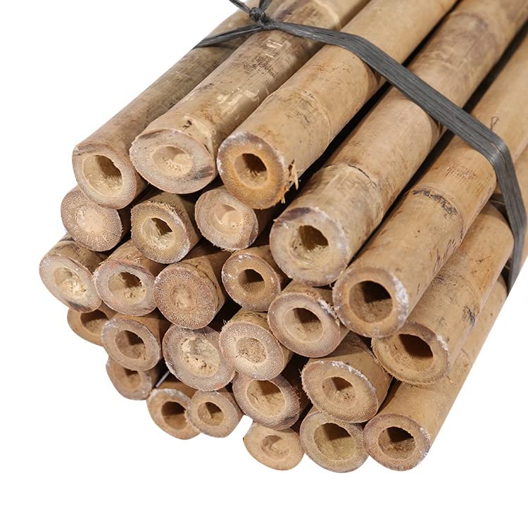 Bamboo Canes - Plant Supports for Outdoor Plants – Heavy Duty Professional Bamboo Sticks for Plants Growth, All Lengths 2,3,4,5, 6ft Garden Canes, Garden Plant Supports (25, 6ft, 14-16mm)