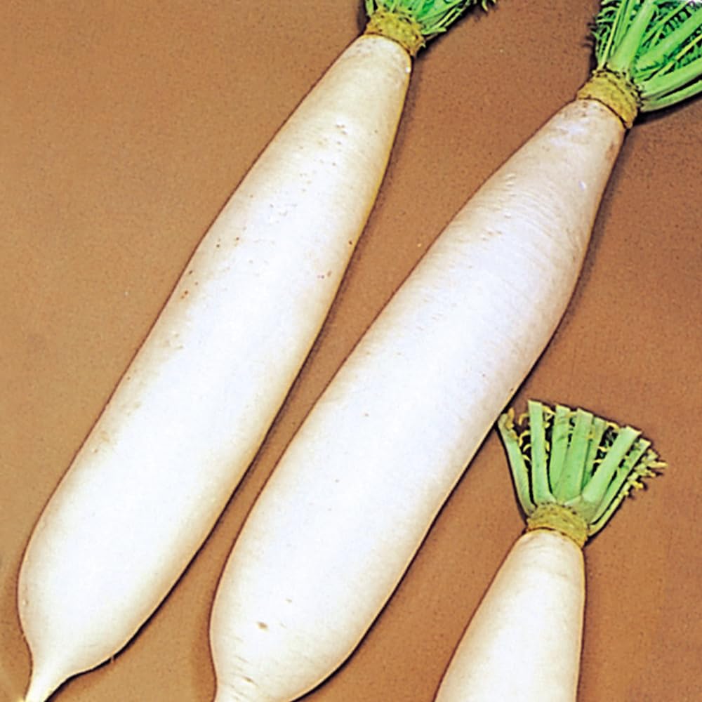 daikon様 Amazon.co.jp: Seeds Vegetable Seeds, Daikon F1 Aji Bijin, 1