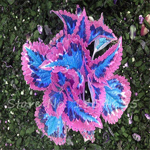 150 Large Leaf Basil Seeds Ocimum Basilicum, Spices Aromatic Herb Seeds Bonsai Garden Plants Flower,