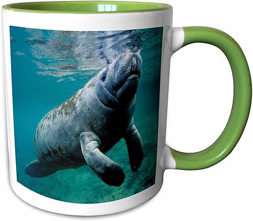 Vista 19 de 3dRose mug_45536_6 "West Indian Manatee Trichechus manatus in Florida, USA" Taza azul de dos tonos, 11 onzas, multicolor Blanco