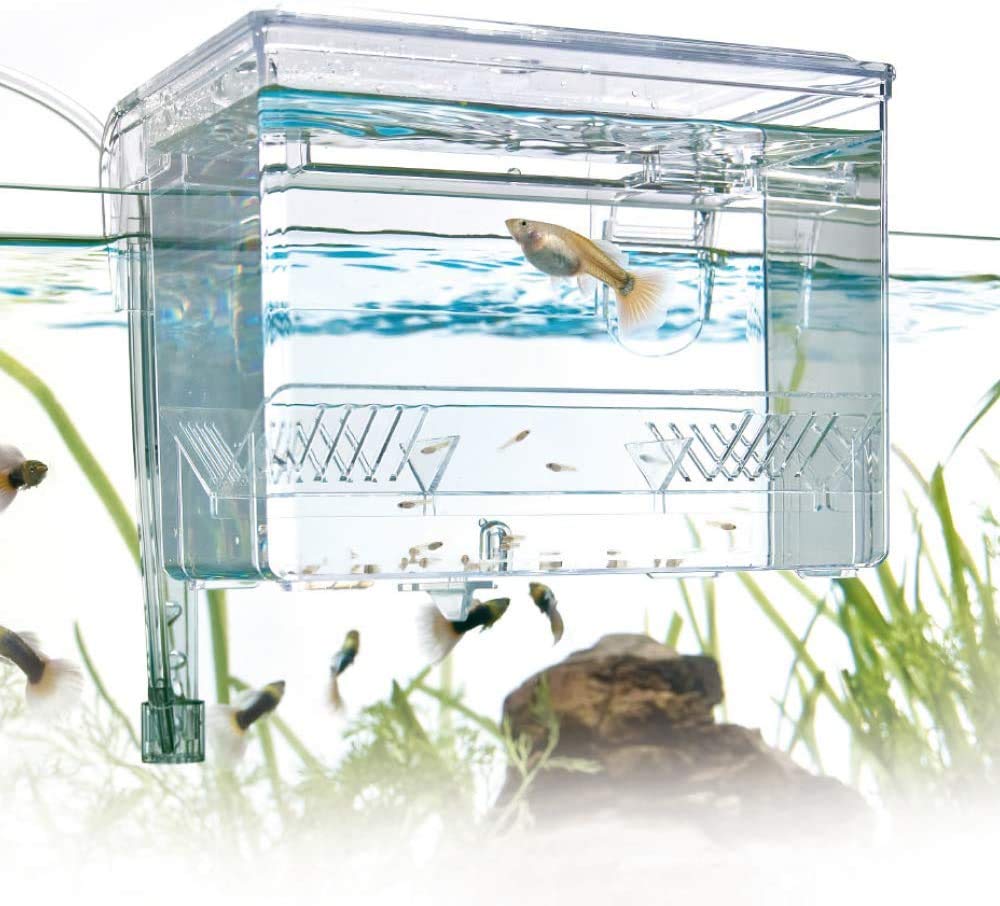 Amtra Esterba Hang On - Sala Parto Acquario, Vaschetta esterna da isolamento, Per Gestazione., Schiusa delle uova, 1,5 L/ 16X13X16 CM