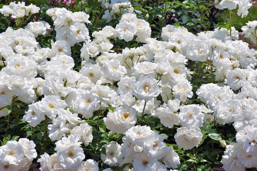 HEALTHYAURA Rare Climbing Rose Flower Creeping Wild Rambling, Blooms Vining Fragrant Trailing Flower Plant (White Rose Climb) (B0D49WKCTX) Amazon Price History, Amazon Price Tracker