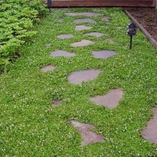 Creeping Speedwell Ground Cover Seeds (Veronica Repens) 50+Seeds