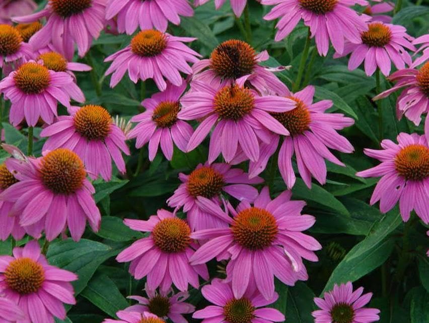 CONEFLOWER ECHINACEA PURPUREA 180 Seeds