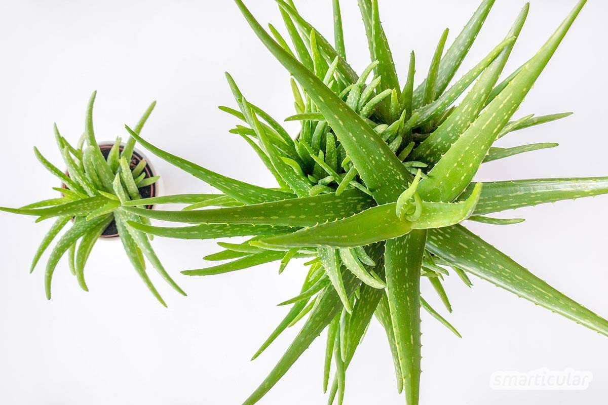 Echte Aloe Vera Samen - 5 Frische Samen : Amazon.de: Garten
