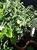 LARGE Vertical Gardening Stackable Planters by Mr. Stacky - Grow More Using Limited Space And Minimum Effort - Plant. Stack. Enjoy. - Build Your Own Backyard Vertical Garden - DIY Stacking Container System - For Growing Strawberry, Tomato, Pepper, Cucumber, Herbs, Lettuce, Greens, & Much More - Indoor or Outdoor - Stackable Pots (3) #5