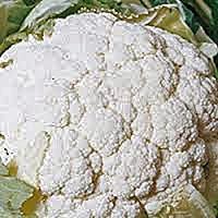 Snowball Y Cauliflower Seeds, Heirloom Non-GMO, 25 Seeds - Large 6-10" Heads, Vitamin-Rich, Superior Taste