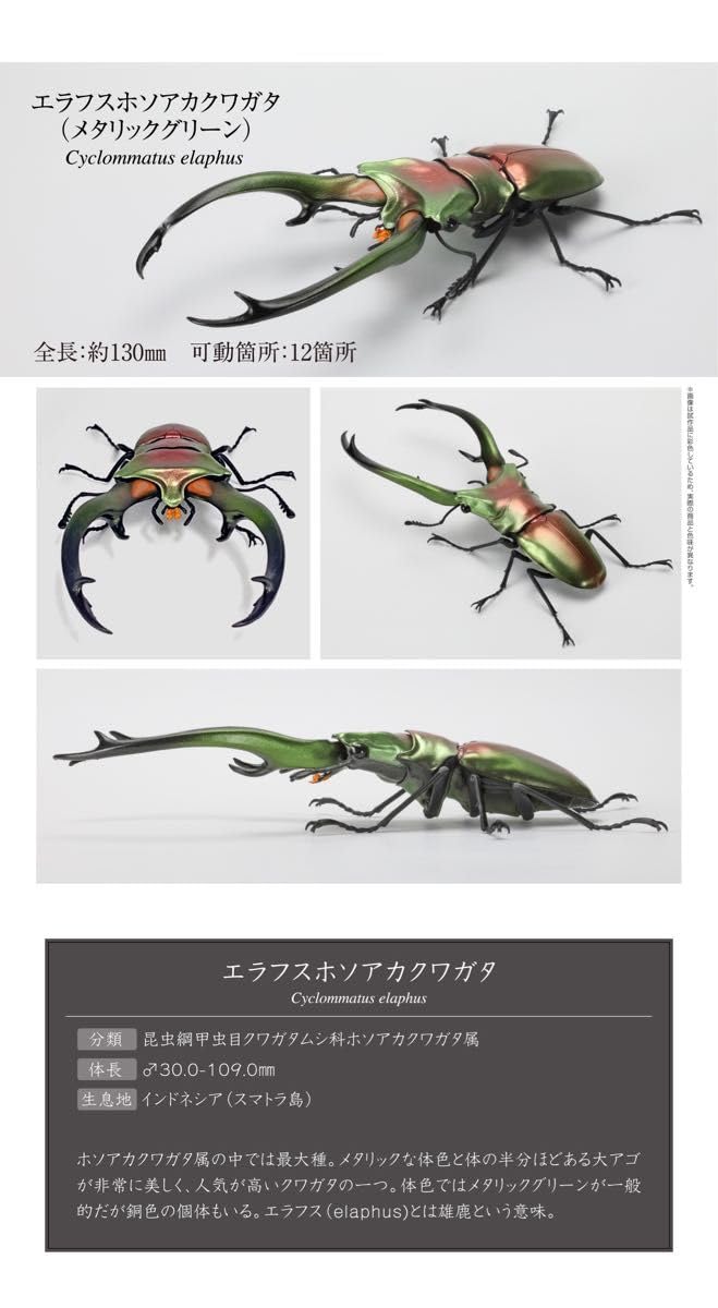 Amazon.co.jp: エラフスホソアカクワガタ（メタリックグリーン