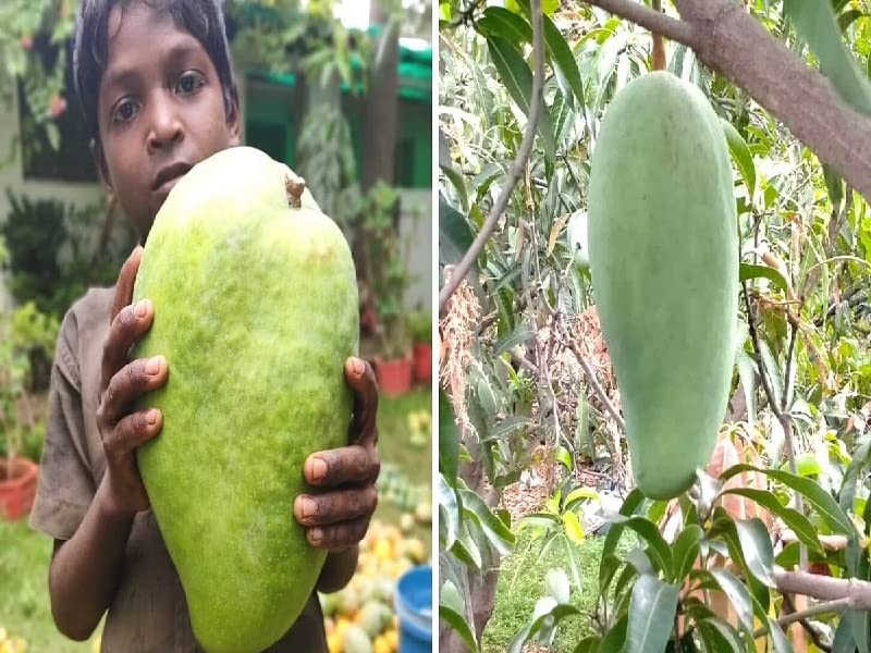 ONLINE PLANT BAZAR NOORJAHAN MANGO GRAFTED LIVE PLANT (B0BSH8R8KT) Amazon Price History, Amazon Price Tracker