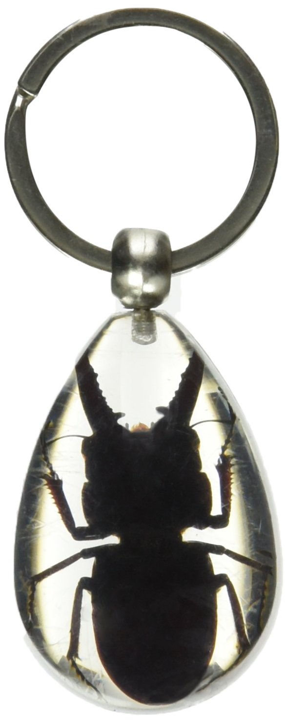 REALBUG Stag Beetle Key Chain Tear Drop Clear